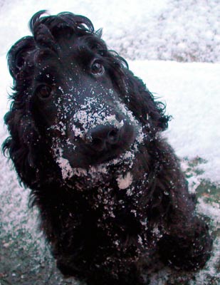 stoopid looking black puppy dog playing in the snow